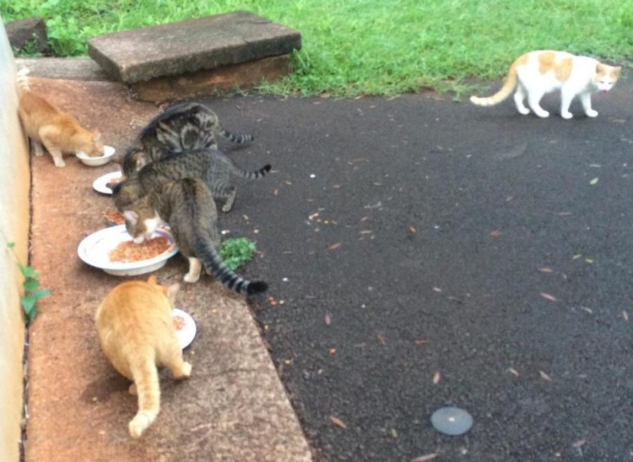 Stray cats enjoy a meal behind the Midkiff library. 