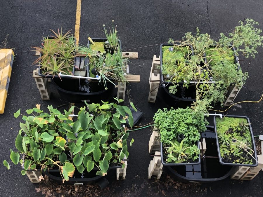 The aquaponics set that sits outside on the Diamond Head side of Konia.