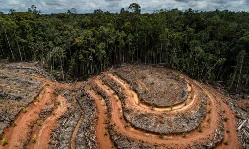 The meat industry has caused the rapid deforestation of rainforests across the world
