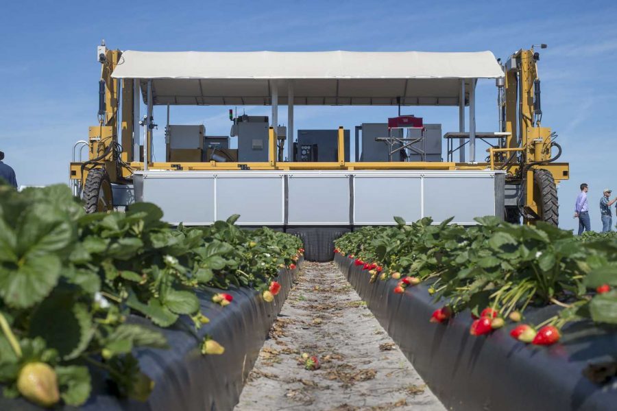 Robot aids farmers in picking strawberries.