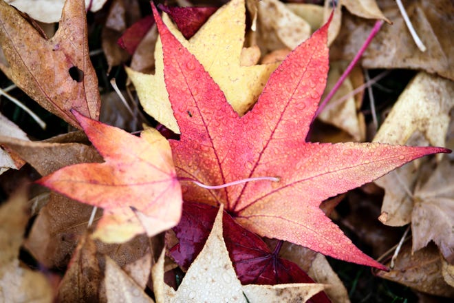 Did you know raking up your leaves and disposing of it can lead to the release of methane gas?