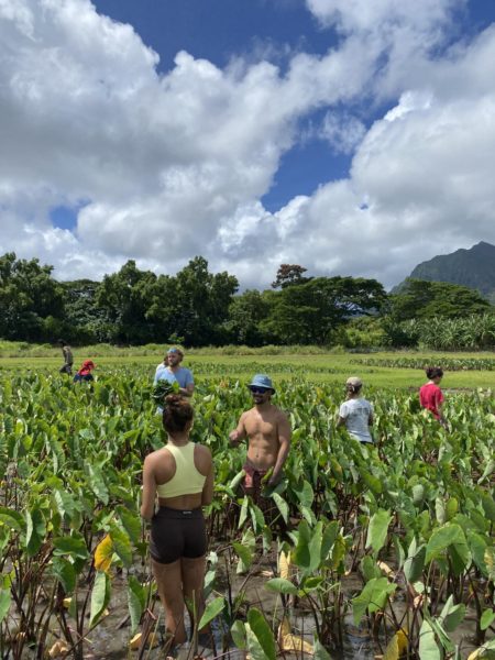 Kākoʻo ʻŌiwi; Serving the Community One Day at a Time